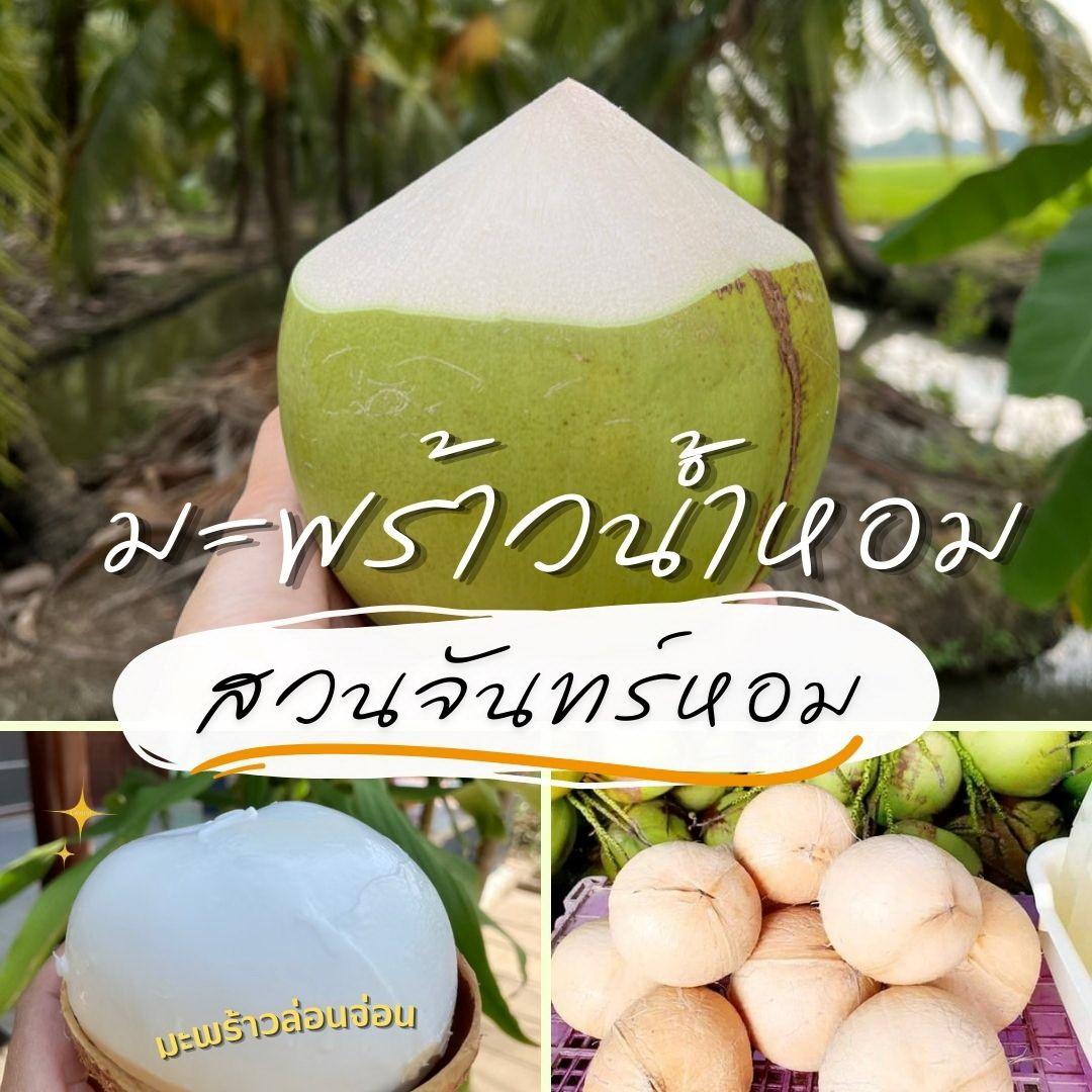 มะพร้าวน้ำหอมพันธุ์กันจีบ - ตลาดเกษตรกรออนไลน์.Com